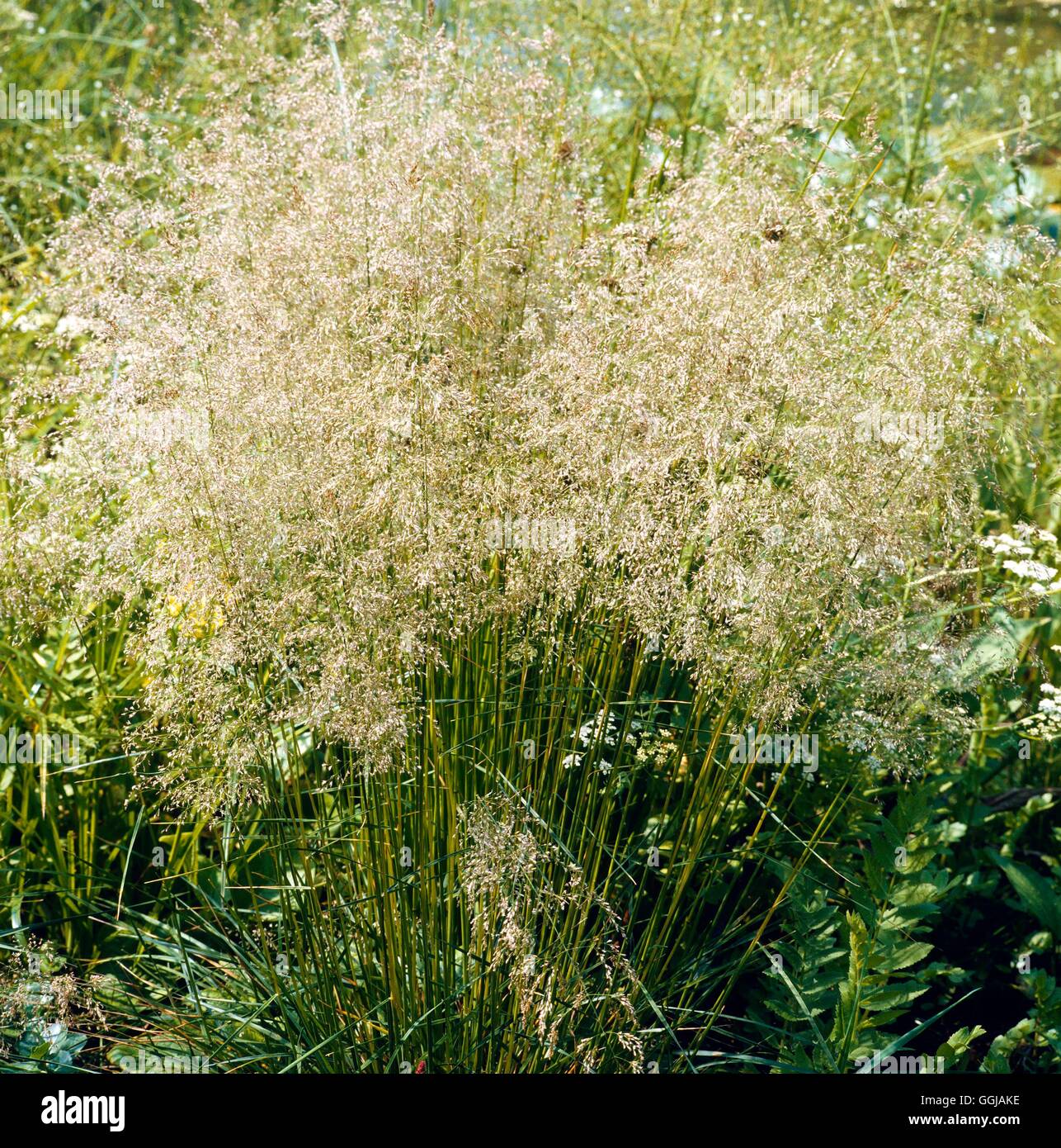 Deschampsia cespitosa - `Goldtau' - (Syn D.c. `Golden Dew')   GRA057300  /Pho Stock Photo